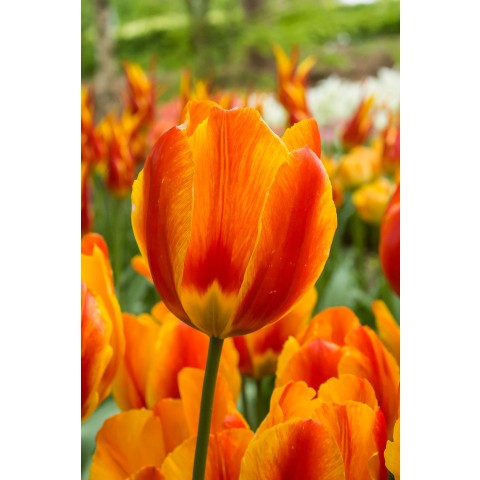Tulip Flair 8 Bulbs Ready for Planting Now in UK Autumn Outdoor Gardens