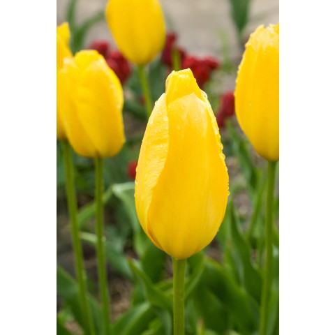 Tulip Single Late Big Smile 6 Bulbs Ready for Planting Now in UK Autumn Outdoor Gardens