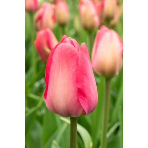 Tulip Van Eijk 20 Bulbs Ready for Planting Now in UK Autumn Outdoor Gardens