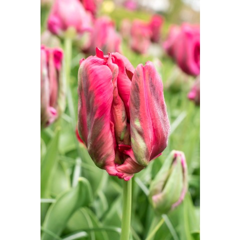 Tulip Parrot Red Madonna 6 Bulbs Ready for Planting Now in UK Autumn Outdoor Gardens