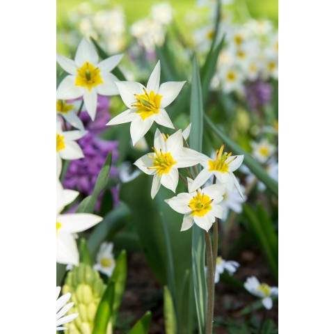 Tulip Botanical/Rockgarden Turkestanica 25 Bulbs Ready for Planting Now in UK Autumn Outdoor Gardens
