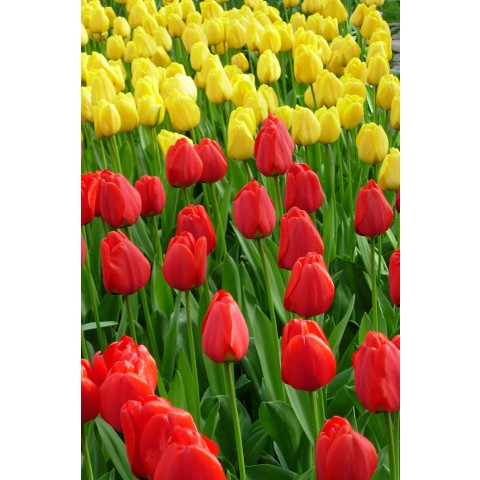 Tulip Sunset Splendour 15 Bulbs Ready for Planting Now in UK Autumn Outdoor Gardens