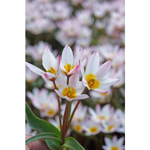 Tulip Botanic Hilde 10 Bulbs Ready for Planting Now in UK Autumn Outdoor Gardens