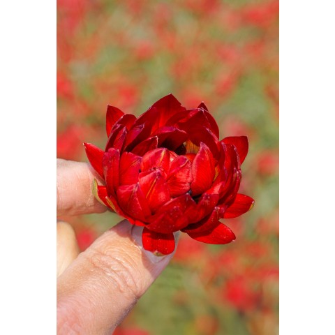 Tulip Botanic Samantha 10 Bulbs Ready for Planting Now in UK Autumn Outdoor Gardens