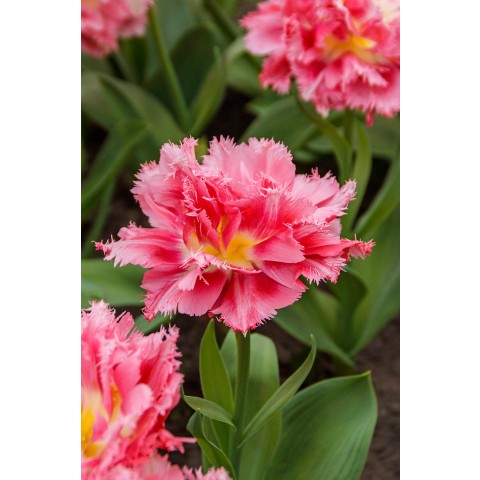 Tulip Crispion Sweet 6 Bulbs Ready for Planting Now in UK Autumn Outdoor Gardens