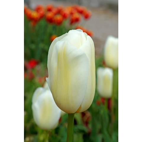 Tulip Single Late Catherina 6 Bulbs Ready for Planting Now in UK Autumn Outdoor Gardens