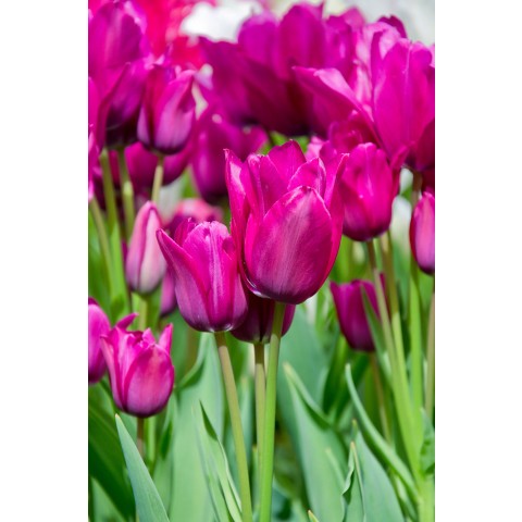 Tulip Night Club 7 Bulbs Ready for Planting Now in UK Autumn Outdoor Gardens