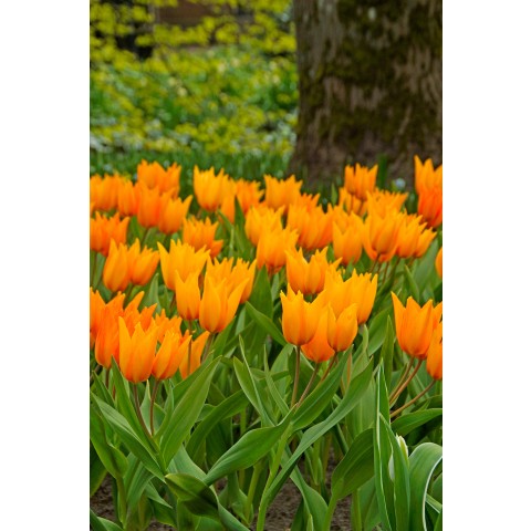 Best Friends, Spectacular Crowd: Tulip Shogun, Muscari Armeniacum, Daffodil Minnow & Tete a Tete, 30 Bulbs Ready for Planting Now in UK Autumn Outdoor Gardens