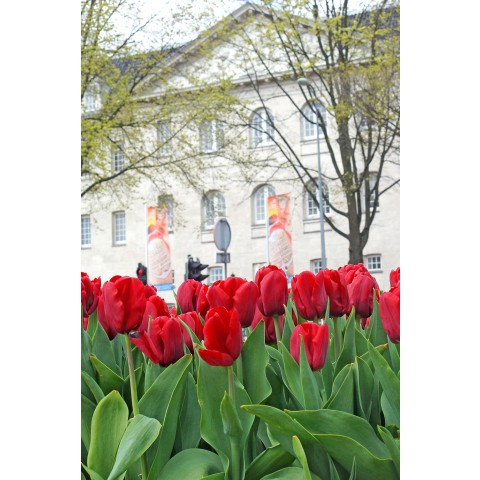 Tulip Triumph Seadov 6 Bulbs Ready for Planting Now in UK Autumn Outdoor Gardens