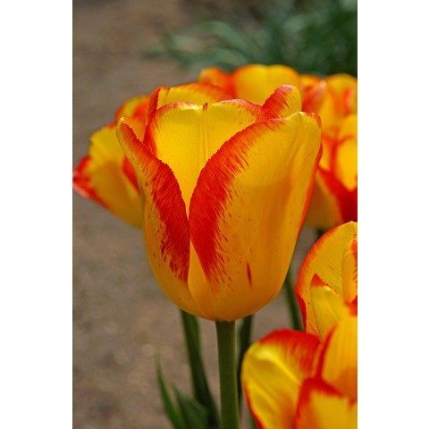 Tulip Multiflowering Outbreak 6 Bulbs Ready for Planting Now in UK Autumn Outdoor Gardens