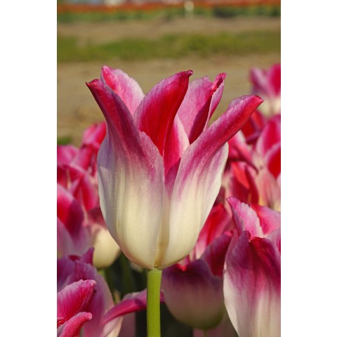 Tulip Whispering Dream 5 Bulbs Ready for Planting Now in UK Autumn Outdoor Gardens