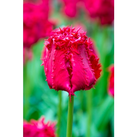 Tulip Fringed (Crispa) Barbados 6 Bulbs Ready for Planting Now in UK Autumn Outdoor Gardens by Jamieson Brothers