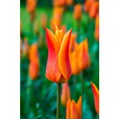 Tulip Lilyflowering Ballerina 6 Bulbs Ready for Planting Now in UK Autumn Outdoor Gardens by Jamieson Brothers