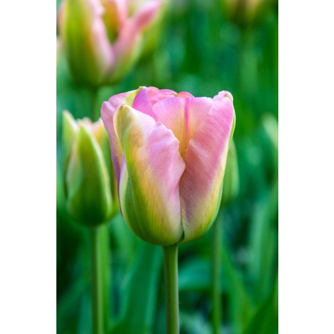 Tulip Viridiflora Groenland 6 Bulbs Ready for Planting Now in UK Autumn Outdoor Gardens