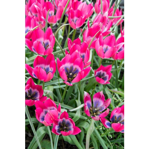Tulip Botanical/Rockgarden Little Beauty 15 Bulbs Ready for Planting Now in UK Autumn Outdoor Gardens