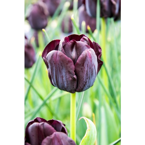 Tulip Triumph Paul Scherer 6 Bulbs Ready for Planting Now in UK Autumn Outdoor Gardens