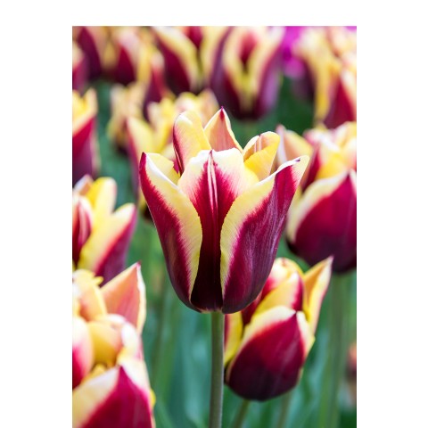 Tulip Triumph Gavota 6 Bulbs Ready for Planting Now in UK Autumn Outdoor Gardens