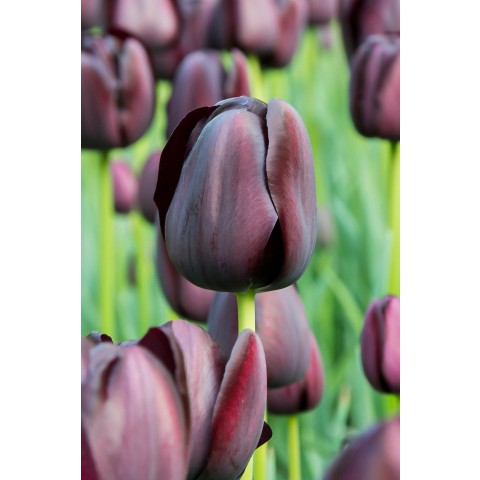 Black/White Lasagne Mix: Crocus Prins Claus, Hyacinthus Carnegie, Tulip Queen of Night, 15 Bulbs Ready for Planting Now in UK Autumn Outdoor Gardens