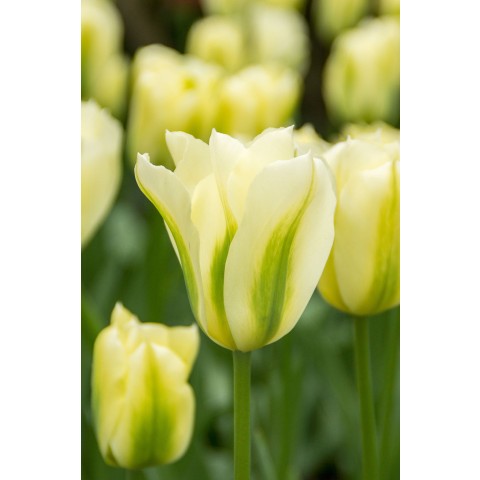 Tulip Viridiflora Spring Green 6 Bulbs Ready for Planting Now in UK Autumn Outdoor Gardens