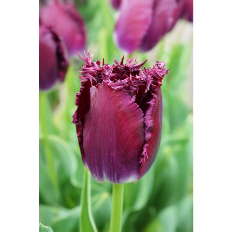 Tulip Crispa (Fringed) Purple Crystal 6 Bulbs Ready for Planting Now in UK Autumn Outdoor Gardens