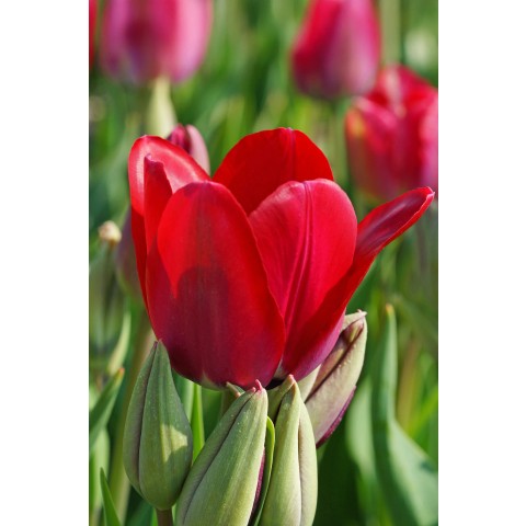 Tulip Multiflowering Fiery Club 6 Bulbs Ready for Planting Now in UK Autumn Outdoor Gardens
