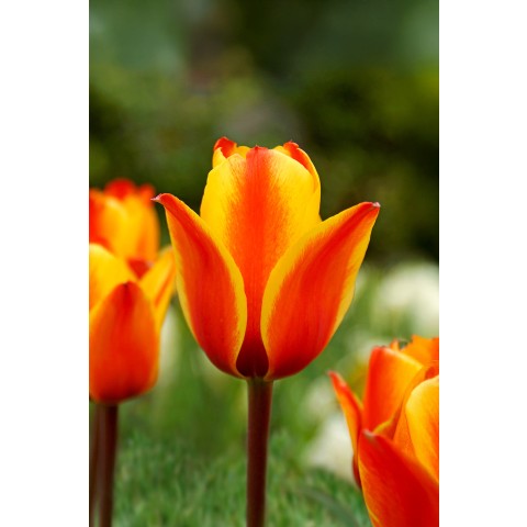 Tulip Greigii/Kaufmanniana Cape Cod 6 Bulbs Ready for Planting Now in UK Autumn Outdoor Gardens