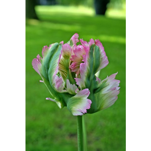 Tulip Parrot Green Wave 6 Bulbs Ready for Planting Now in UK Autumn Outdoor Gardens