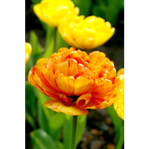 Tulip Sunlover 8 Bulbs Ready for Planting Now in UK Autumn Outdoor Gardens