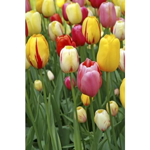 Tulip Single Late Mix 6 Bulbs Ready for Planting Now in UK Autumn Outdoor Gardens