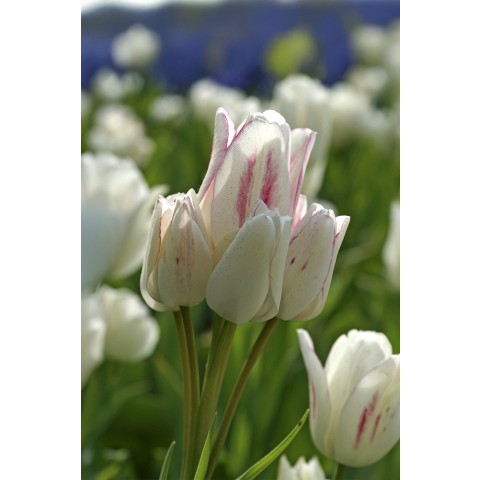 Tulip Candy Club 6 Bulbs Ready for Planting Now in UK Autumn Outdoor Gardens