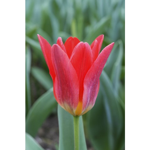 Red Lasagne Mix: Daffodil Red Devon, Hyacinthus Jan Bos, Tulip Scarlet Baby, 11 Bulbs Ready for Planting Now in UK Autumn Outdoor Gardens