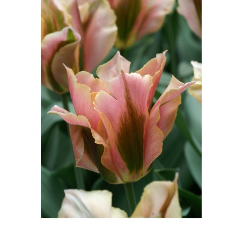 Tulip Viridiflora Artist 6 Bulbs Ready for Planting Now in UK Autumn Outdoor Gardens