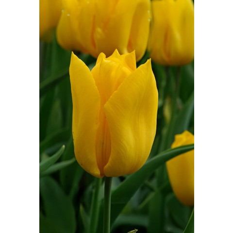 Tulip Yokohama 6 Bulbs Ready for Planting Now in UK Autumn Outdoor Gardens