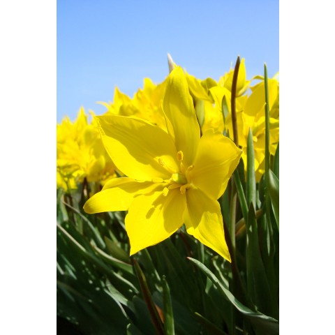 Tulip Botanic Sylvestris 15 Bulbs Ready for Planting Now in UK Autumn Outdoor Gardens