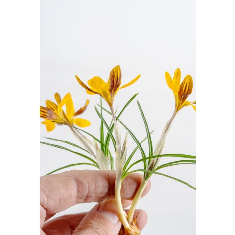 Crocus Orange Monarch 15 Bulbs Ready for Planting Now in UK Autumn Outdoor Gardens