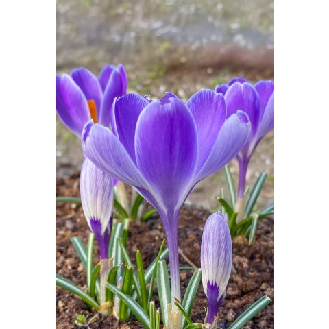 Crocus Striped Bird 15 Bulbs Ready for Planting Now in UK Autumn Outdoor Gardens