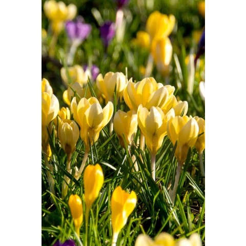 Crocus Botanical Mix 30 Bulbs Ready for Planting Now in UK Autumn Outdoor Gardens