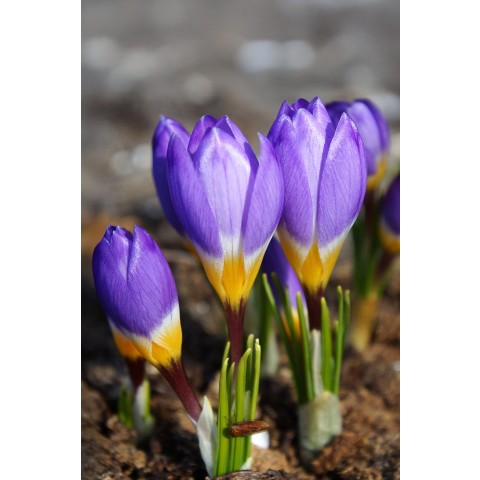 Crocus Tricolor 20 Bulbs Ready for Planting Now in UK Autumn Outdoor Gardens