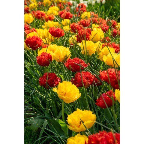 Best Friends, Crispy Love: Tulip Mon Amour & Mi Amor, 6 Bulbs Ready for Planting Now in UK Autumn Outdoor Gardens