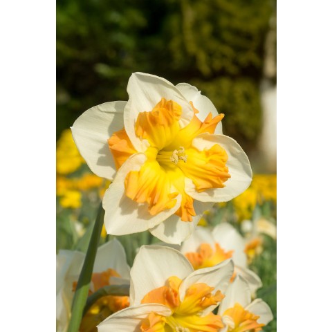 Best Friends, Solar Flames: Daffodil Zinzi & Plant America, 6 Bulbs Ready for Planting Now in UK Autumn Outdoor Gardens