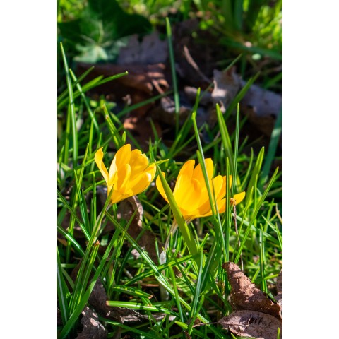 Yellow Lasagne Mix: Crocus Yellow, Daffodil Cassata, Tulip Fringed Elegance 15 Bulbs Ready for Planting Now in UK Autumn Outdoor Gardens