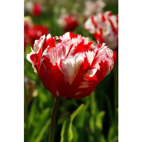 Best Friends Box #Sparkling Flames: Tulip Estella Rijnveld & Allium Purple Rain, 16 Bulbs Ready for Planting Now in UK Autumn Outdoor Gardens