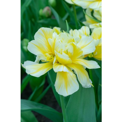 Best Friends, Cupid's Arrow: Tulip Sweet Valley & Love Valley, 6 Bulbs Ready for Planting Now in UK Autumn Outdoor Gardens