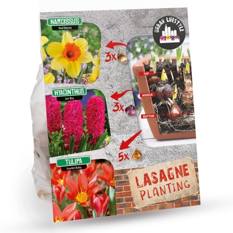 Red Lasagne Mix: Daffodil Red Devon, Hyacinthus Jan Bos, Tulip Scarlet Baby, 11 Bulbs Ready for Planting Now in UK Autumn Outdoor Gardens