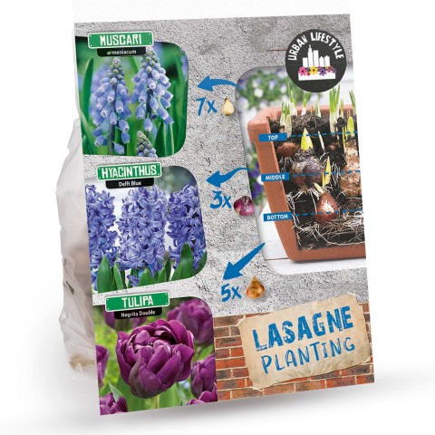 Blue Lasagne Mix: Muscari Armeniacum, Hyacinthus Delft Blue, Tulip Negrita Double, 15 Bulbs Ready for Planting Now in UK Autumn Outdoor Gardens