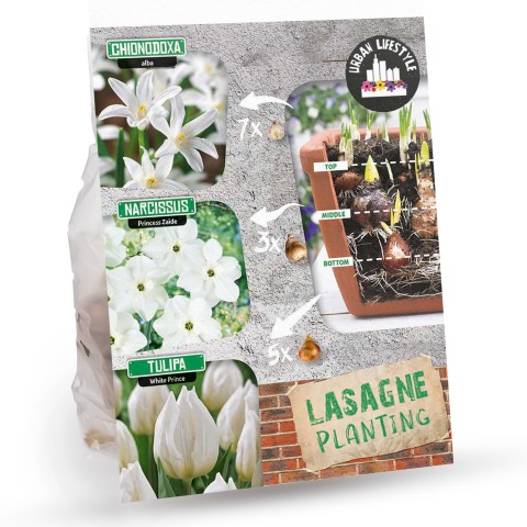 White Lasagne Mix: Chionodoxa Alba, Daffodil Princess Zaïde, Tulip White Prince 15 Bulbs Ready for Planting Now in UK Autumn Outdoor Gardens