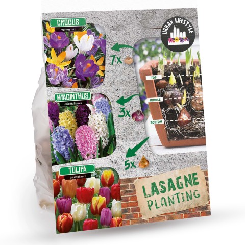 Colour Lasagne Mix: Crocus Vernus Mix, Hyacinthus Orientalis Mix, Tulip Triumph Mix 15 Bulbs Ready for Planting Now in UK Autumn Outdoor Gardens