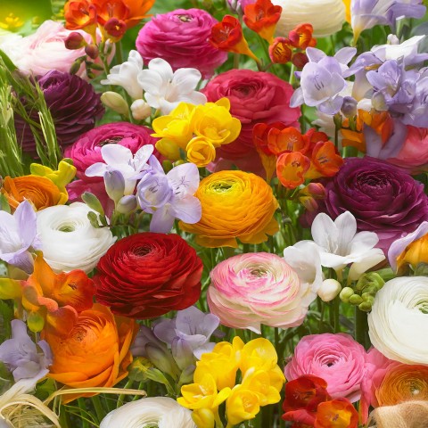 Ranunculus/Freesia Mix (Ranunculus Asiaticus/Freesia Hybrid) 15x Spring Planting Flower Bulbs