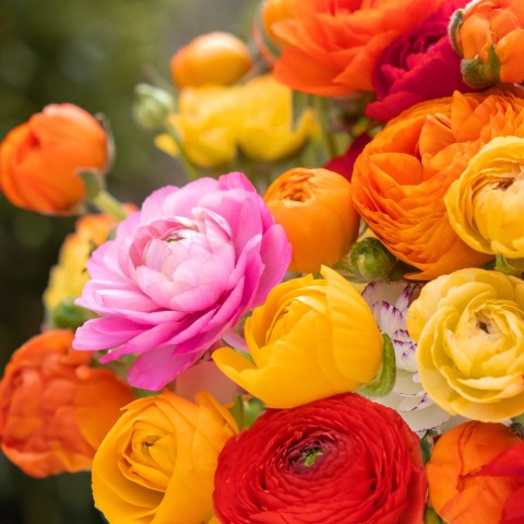 Ranunculus Mix (Ranunculus Asiaticus) 10x Spring Planting Flower Bulbs