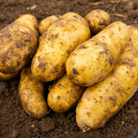 Ratte Seed Potatoes - 8